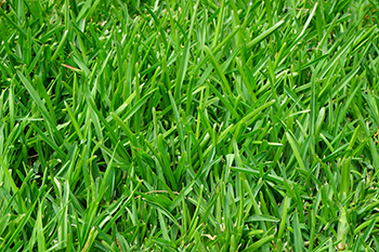 grass-375586 350x233.jpg