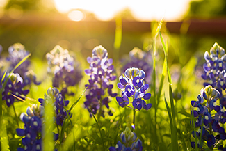 Bluebonnets