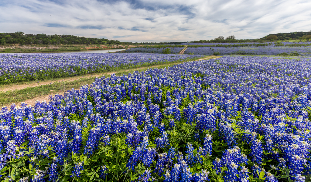 Field of bluebonnets with dirt road