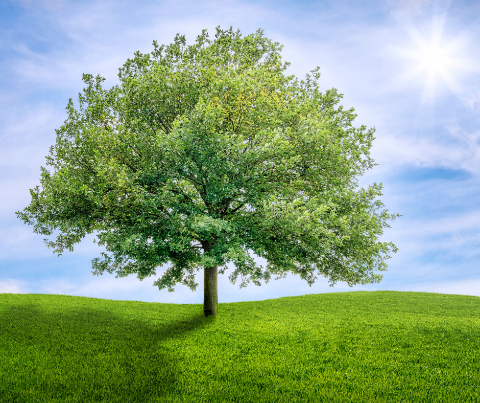 Native Texas Trees and Their Natural Water Needs | Take Care of Texas