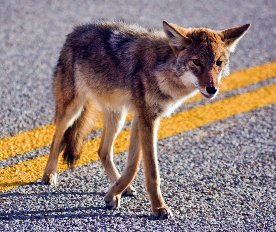 coyote crossing the road