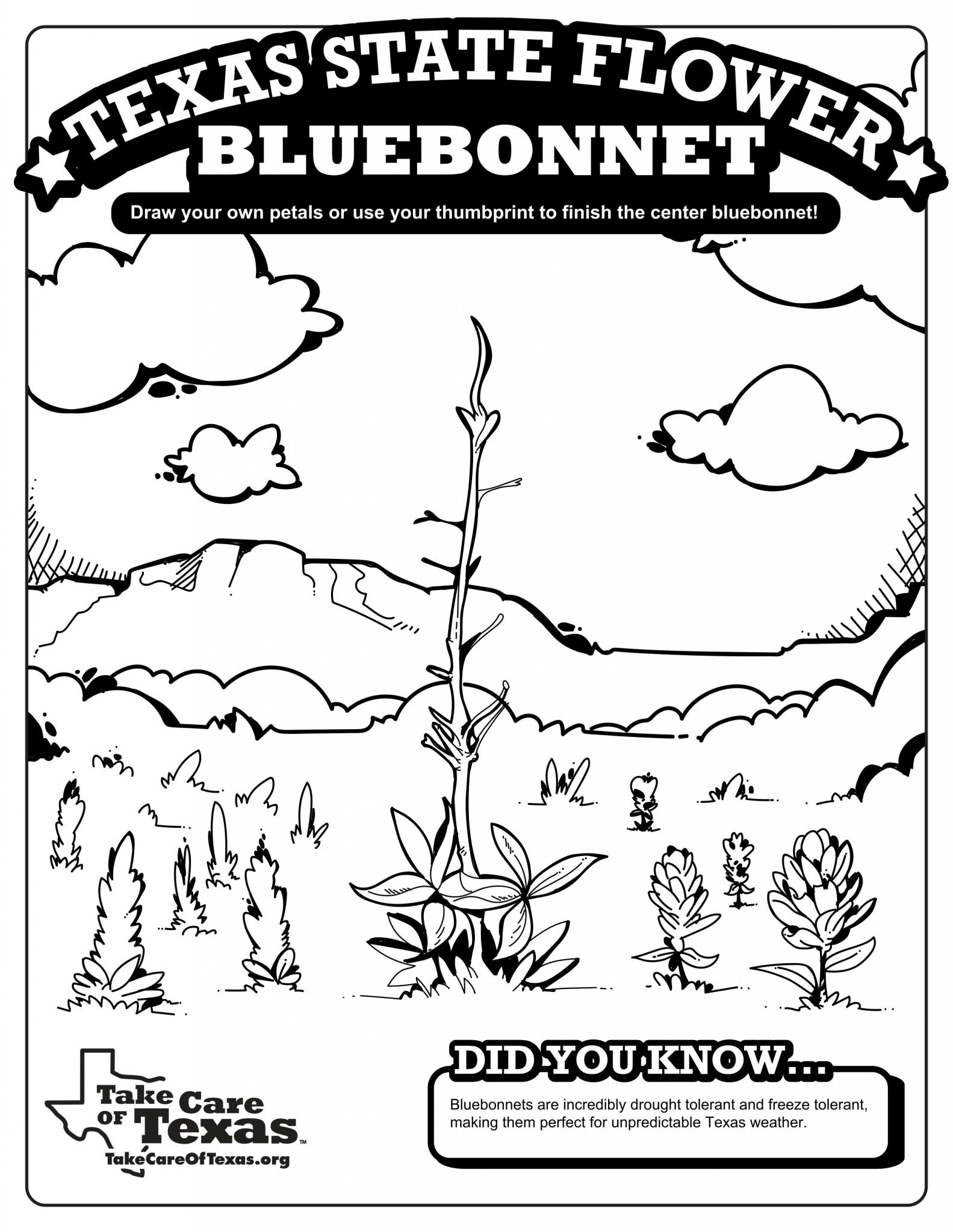 Bluebonnet Coloring Page