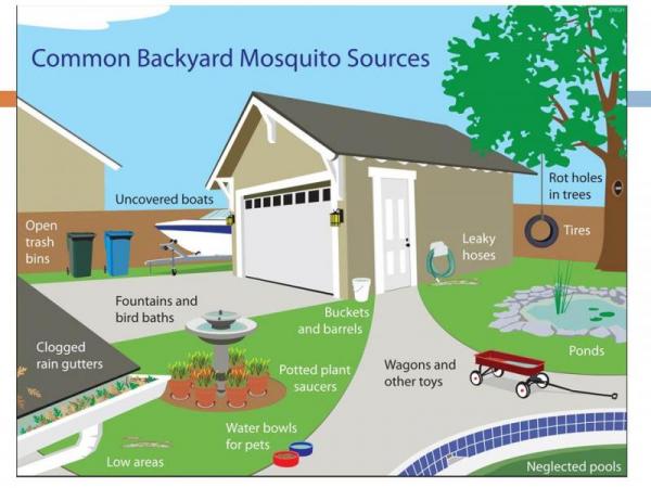 Common Backyard Mosquito Sources