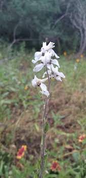 Wild Blue Larkspur flower in a meadow