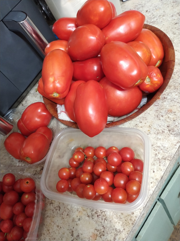 Shared image:Bought 2 tomato plants to…