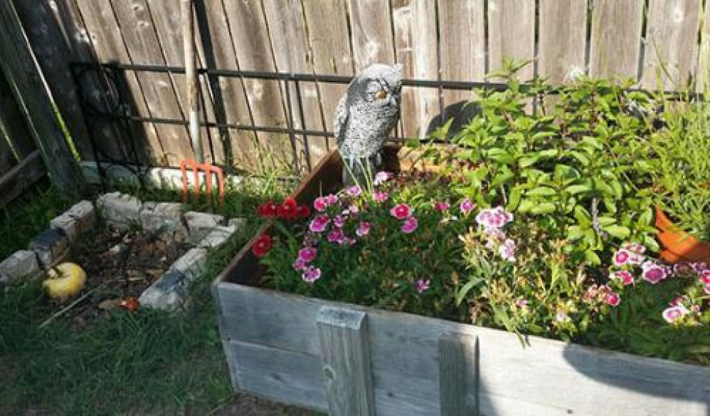 TCOT Backyard Projects: Compost
