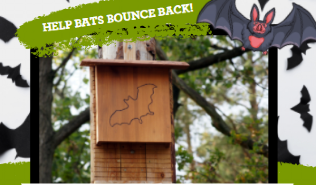 Bat Boxes: Help Texas Bats Bounce Back