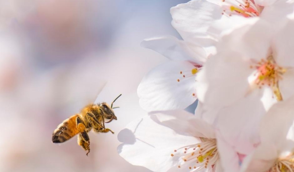 Bee on Cherry Blossoms