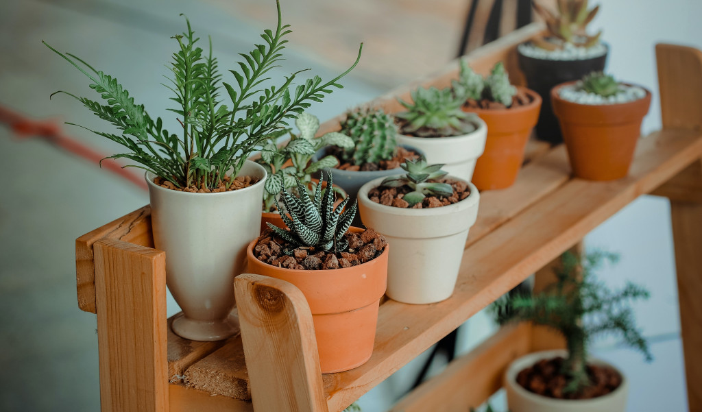 Houseplants