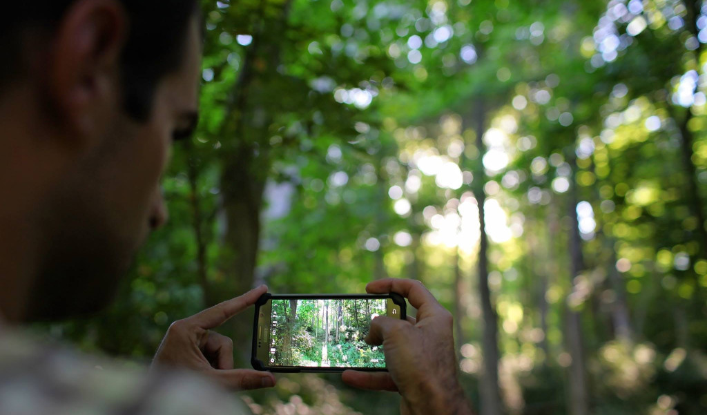 Man taking a photo of trees