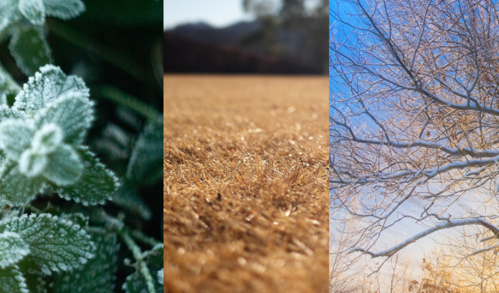 Winter Garden, Lawn and Tree