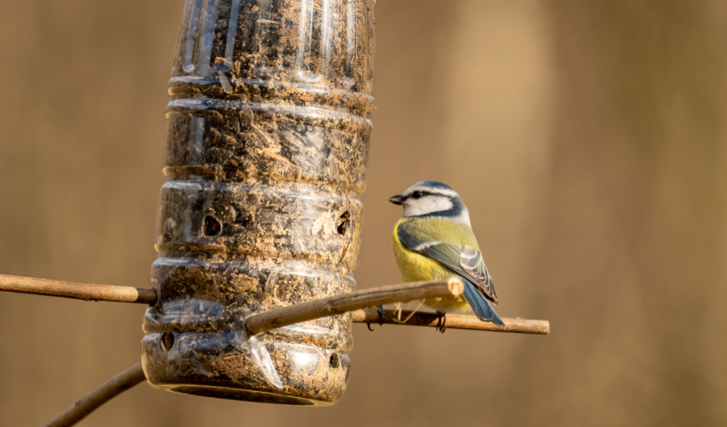 Small bird earing from a home made birdfeeder