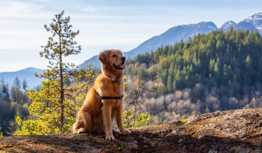 Dog hiking with the mountains in the background.