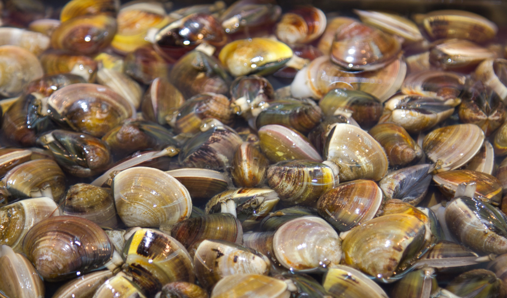 Zebra Mussels