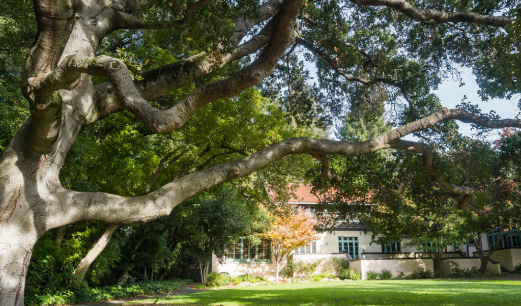 Texas native trees