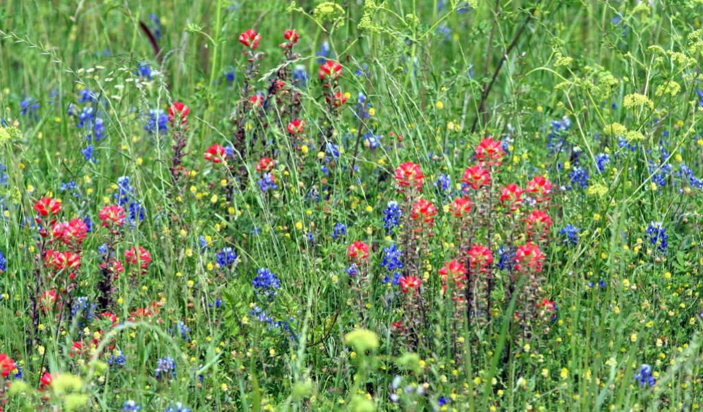 Colorful flowers