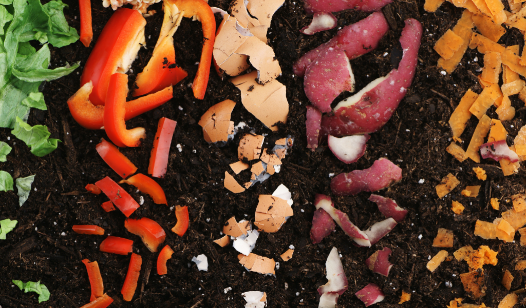 Foods craps turning into compost.
