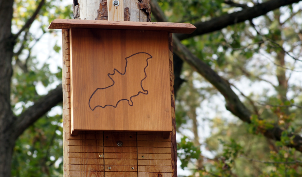 bat box