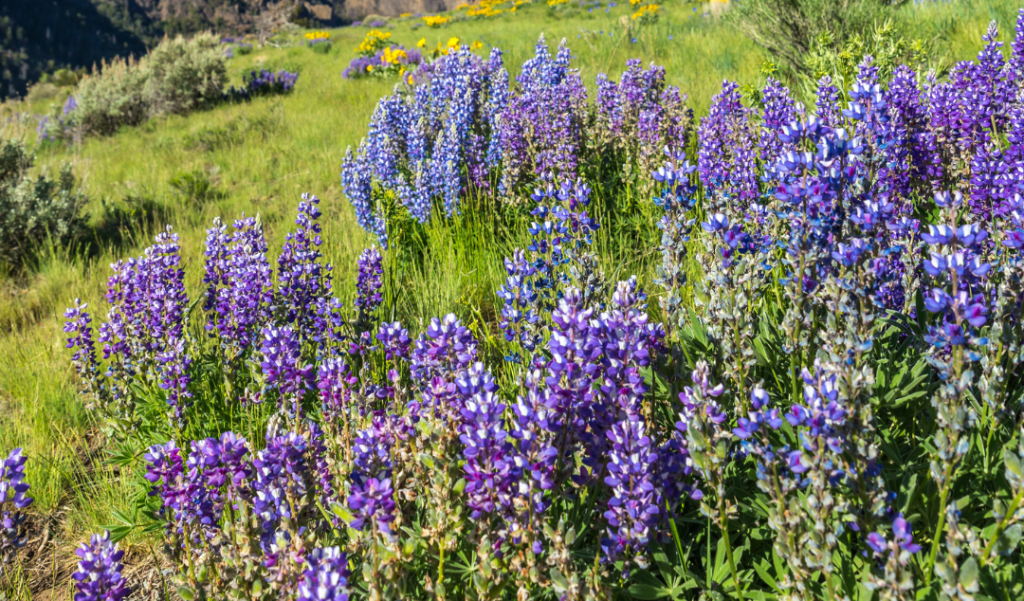 scenic field with bluebonnets