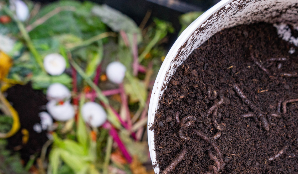 compost worms