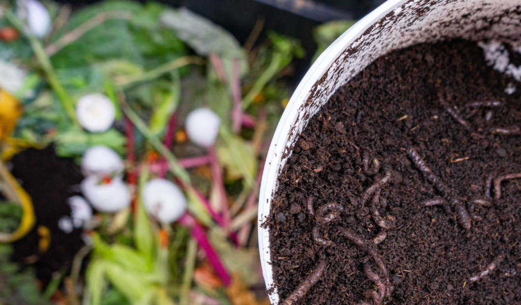 Compost bin filled with food scraps and worms