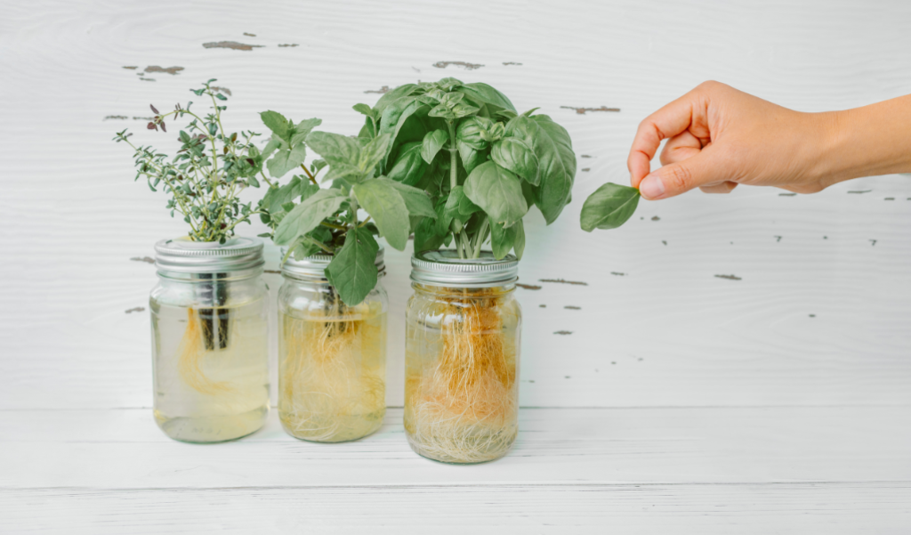 Plants growing in mason jars.