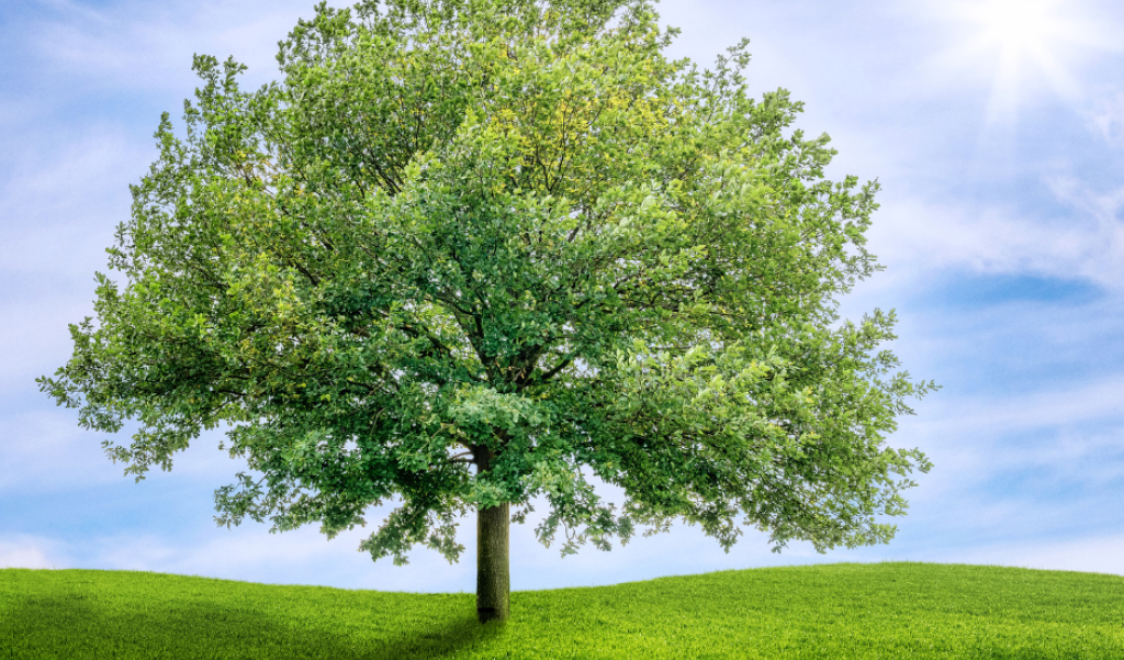 Tree on a green hill against a cloudy sky