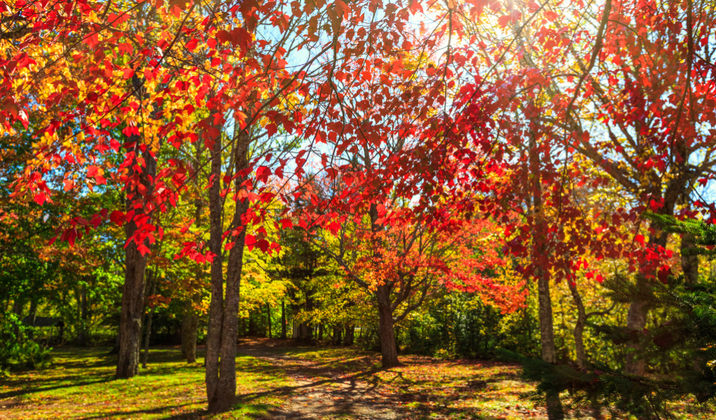 Trees leaves changing color in Fall.