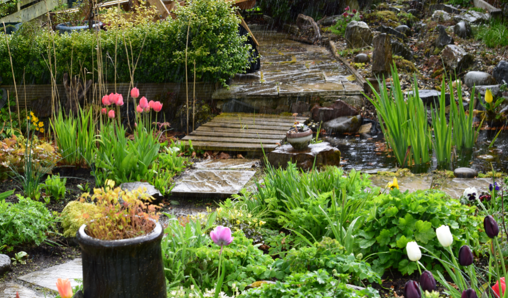 Garden in the rain.