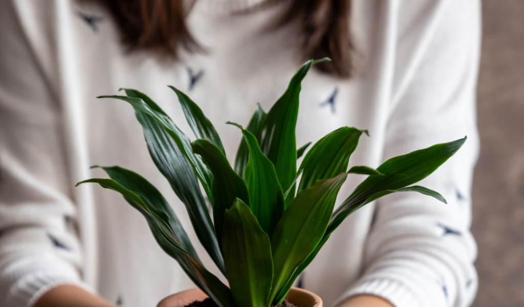 plant in terracotta pot held in hands 