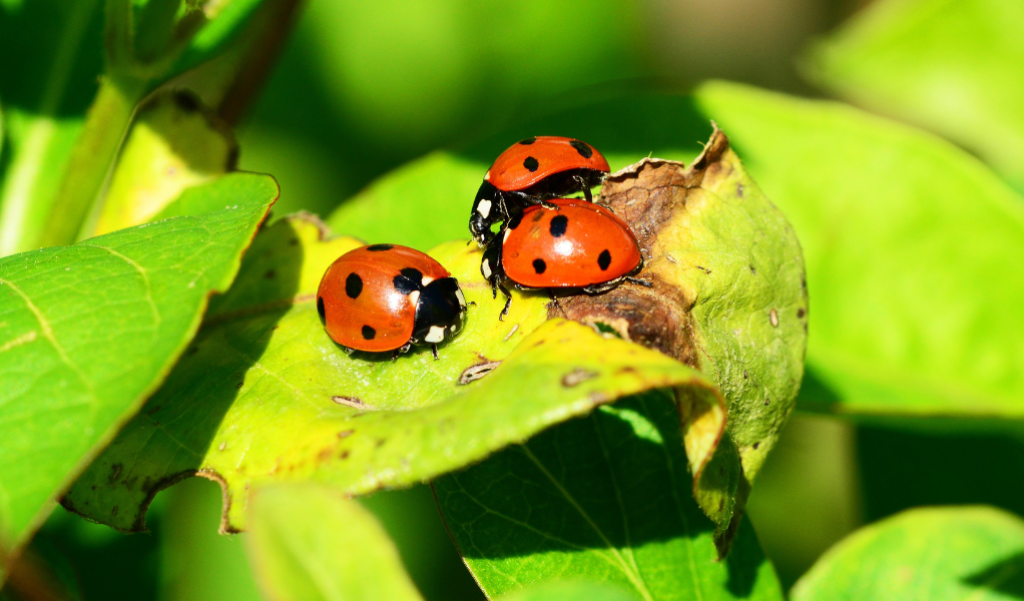 Ladybugs on leaves.