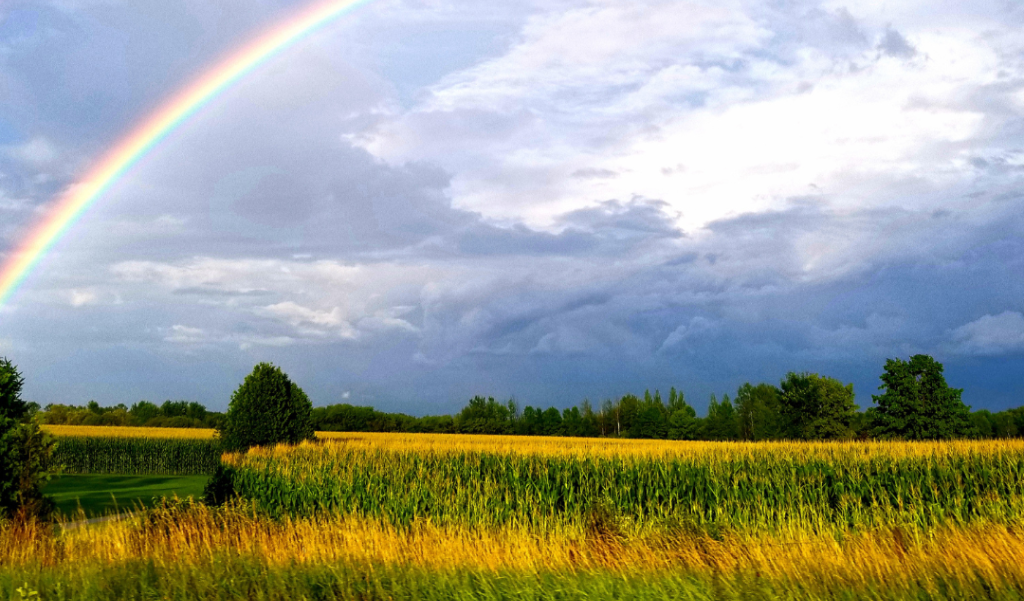 green grassy field with colorful rainbow 