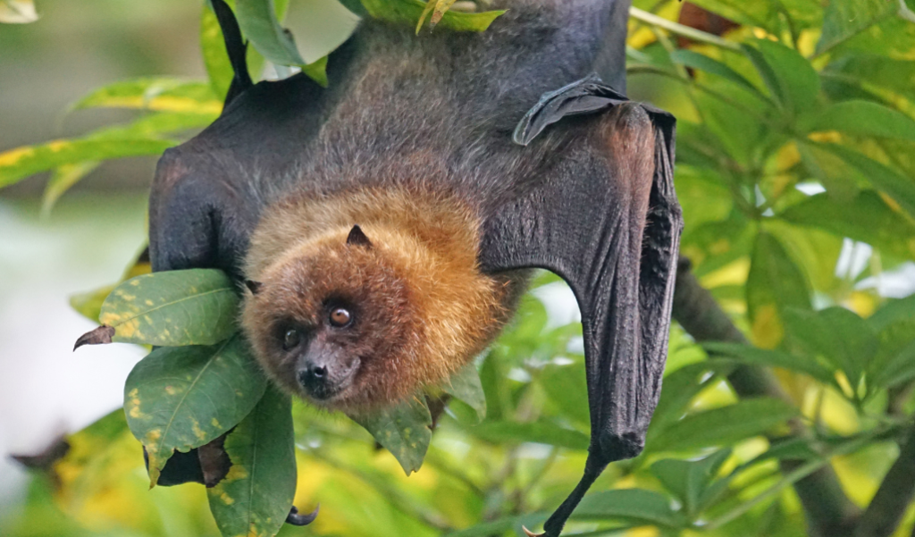 Bat hanging from tree.