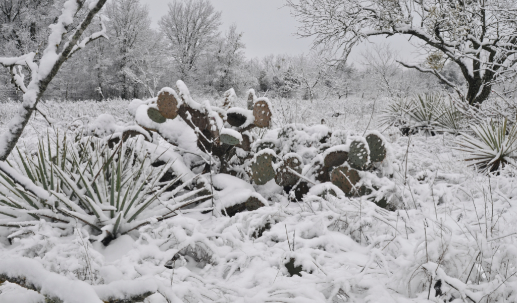 Texas desert scene covered with snow