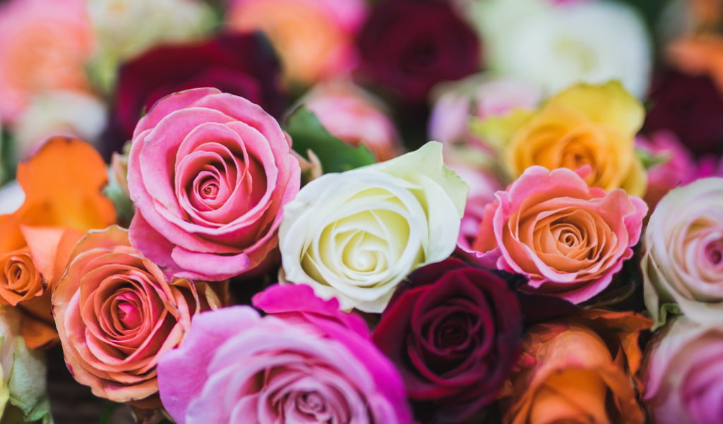 Roses laying together