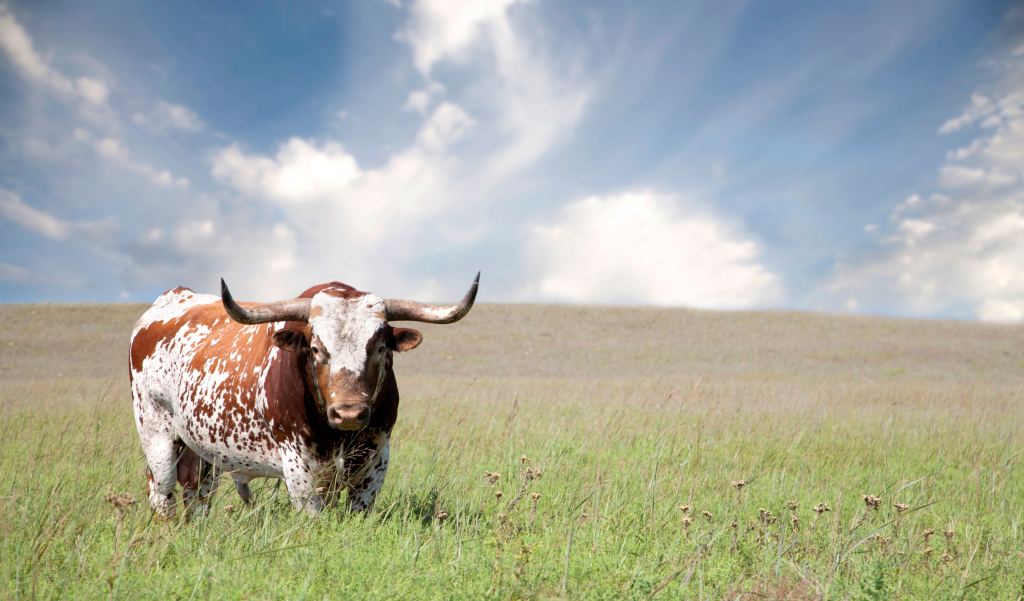 Longhorn in an open field in Texas.