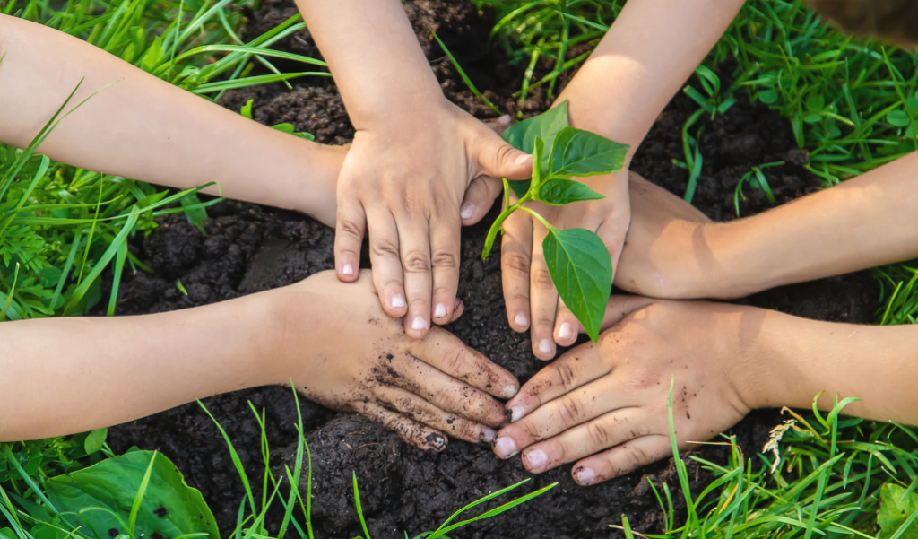 Hands holding a tree sampling