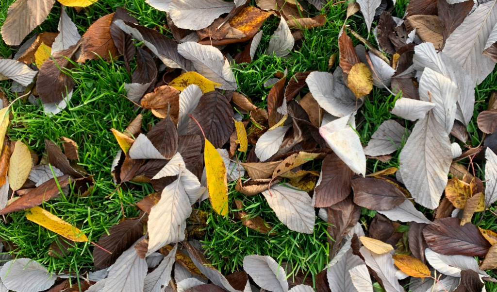 Brown and Yellow Leaves on Green Grass