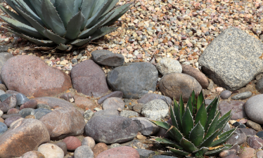 xeriscaped yard with agave plant