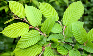 close up of cedar elm leaves