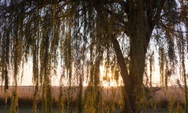 Desert Willow tree against a desert background