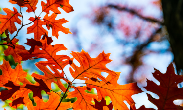 close up of Texas red oak leaves in the fall