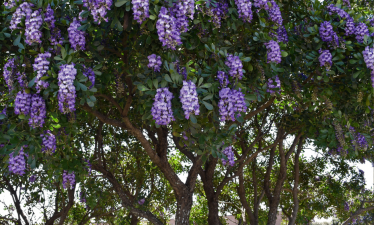 Texas Mountain Laurel tree blooming with purple flowers