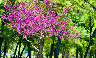 texas red bud tree in bloom with dark pink flowers