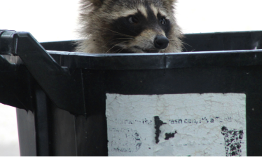 racoon in a trash can