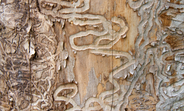 Tree damaged by emerald ash borers
