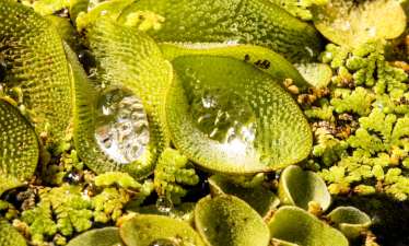 Giant Salvinia image