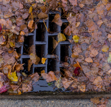 leaves in the storm drain