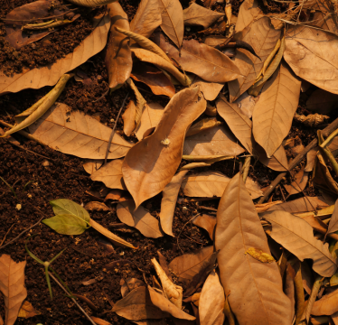 leaves in compost