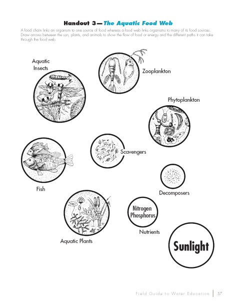 The Aquatic Food Web